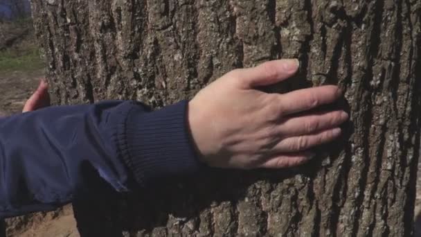 Χέρι Της Γυναίκας Δέντρο Στη Θερινή Ημέρα — Αρχείο Βίντεο