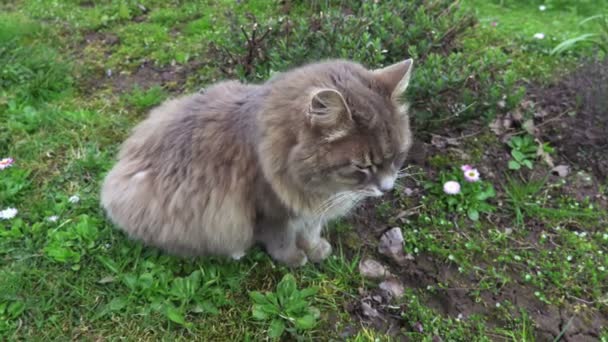 Gato Gris Hierba Verde — Vídeos de Stock