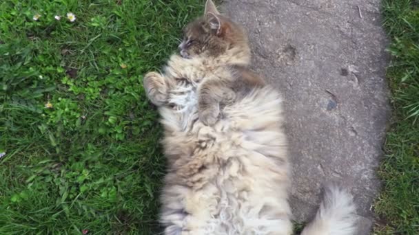 躺在路上的嬉戏的猫 — 图库视频影像