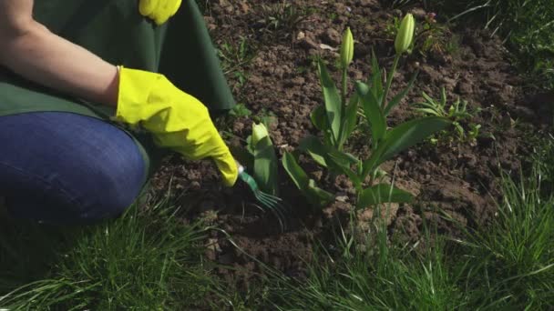 Mulher Jardineiro Ervas Daninhas Torno Tulipas — Vídeo de Stock