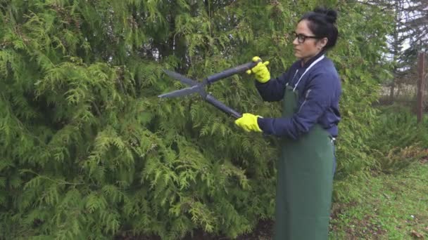 Woman Cutting Hedge Thuja — Stock Video
