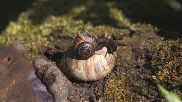 Deux escargots sur pierre 