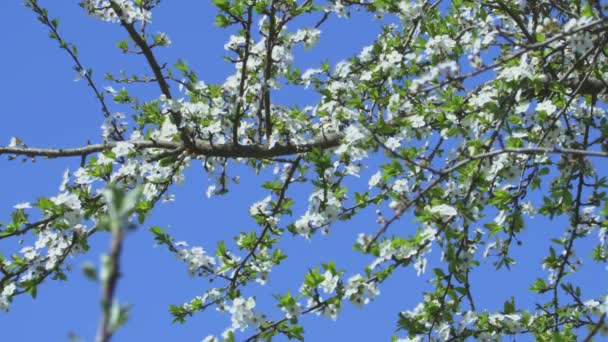 Elma Ağacı Çiçek Mavi Gökyüzü Üzerinde — Stok video