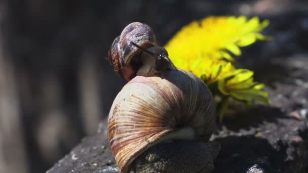 Boue Escargot Sur Autre Escargot — Video