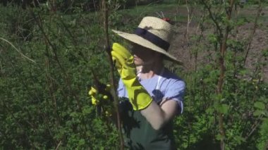 Kadın ahududu bitkiler