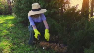 Mazı (bitki) hedge yakınındaki bahçıvan