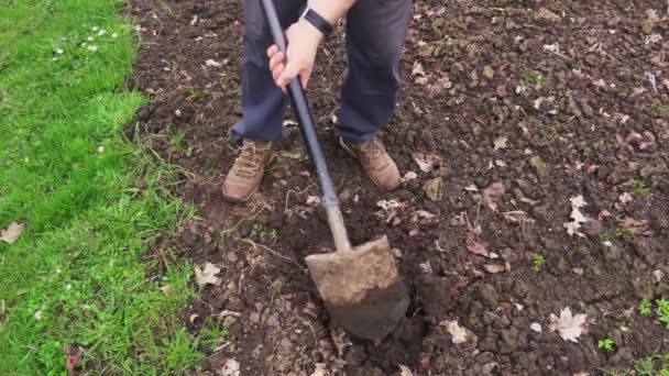 Orang Menggali Dengan Sekop — Stok Video