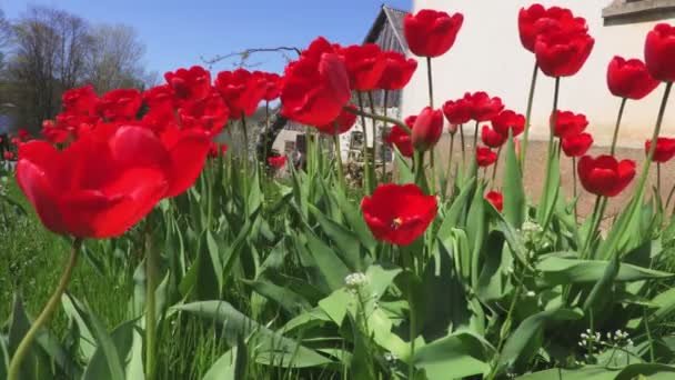 Rote Tulpen Der Nähe Des Hauses — Stockvideo