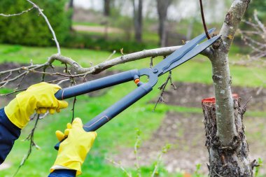 Bahçıvan secateurs elma ağacı yakınındaki