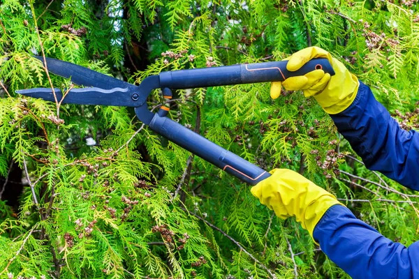 Gardener Cutting Hedge Close Thuja — Stock Photo, Image