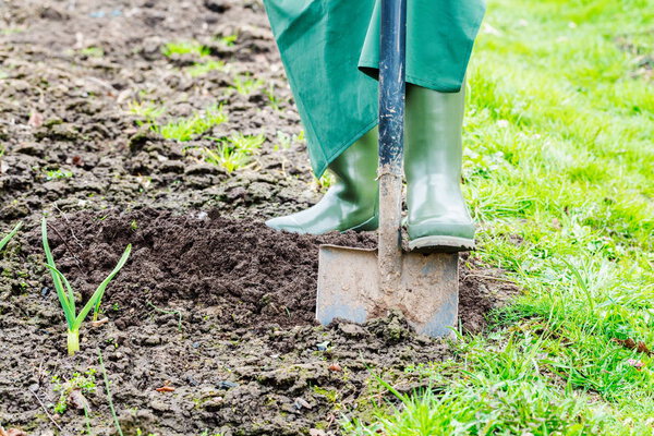  Woman digging with spade soil