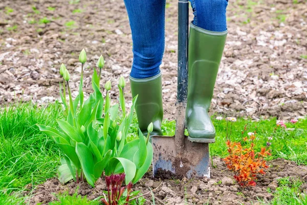 Vrouw Graven Met Spade Grond Buurt Van Tulpen — Stockfoto