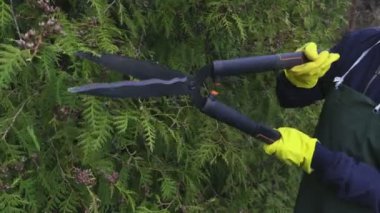 Mazı (bitki) hedge yakınındaki makası kullanarak bahçıvan