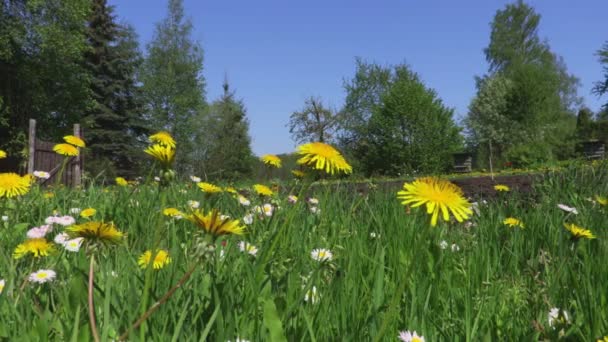 Cámara Muestra Prado Jardín Verano — Vídeo de stock