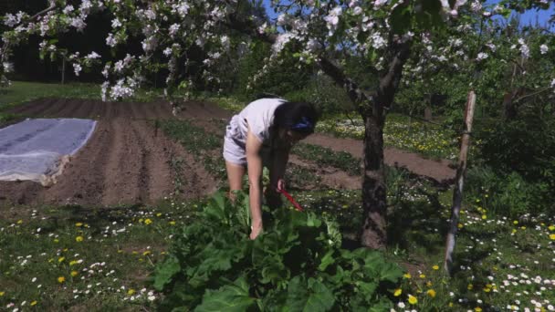 妇女收获大黄叶子 — 图库视频影像