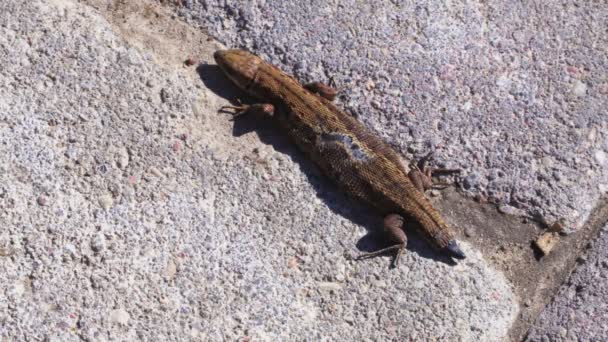 Lézard Sur Trottoir Été — Video