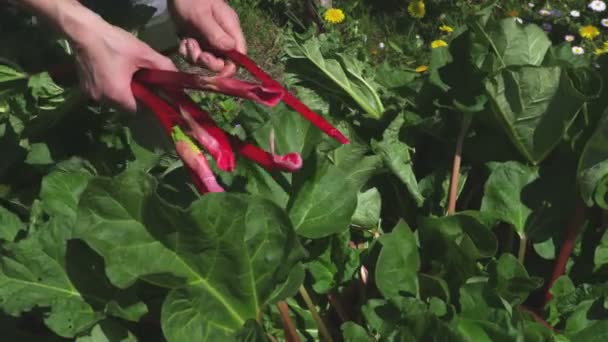 女性ピッキング一般的な庭のルバーブ — ストック動画