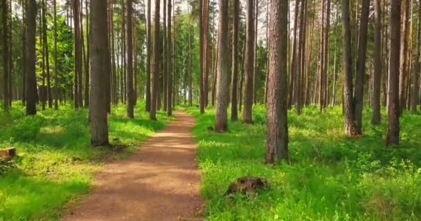 Aparat Latający Pobliżu Pole Ptak — Wideo stockowe