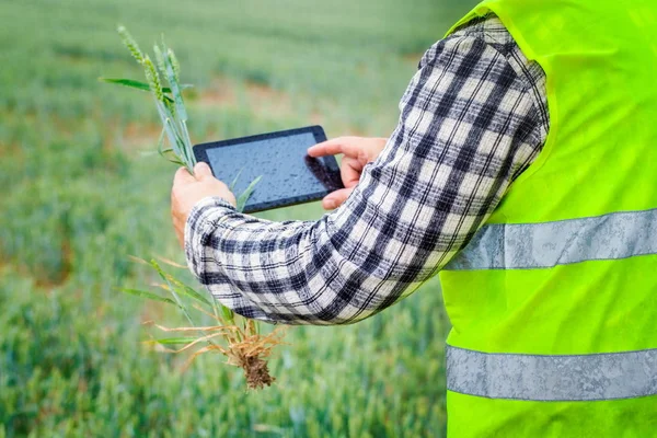 Agricultor Com Tablet Cereais Campo Dia Chuvoso — Fotografia de Stock