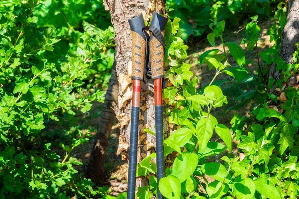 Bastoncini Trekking Vicino All Albero — Foto Stock