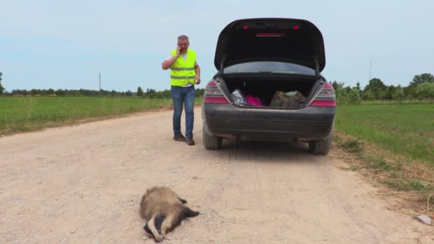 道路の車の近くに死んだアナグマ — ストック動画