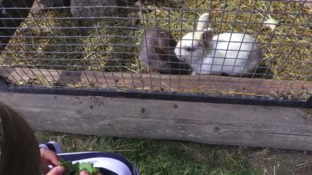 Chica Alimentación Conejos Aire Libre — Vídeo de stock