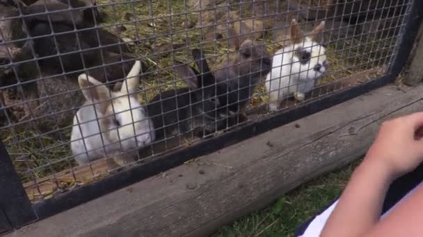 Girl Feeding Rabbits Summer Day — Stock Video