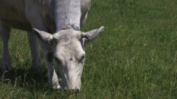 Pâturage de la vache sur l'herbe de près 