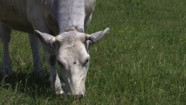 Çimenlerin Üzerinde Otlatma Inek Yakın Çekim — Stok video