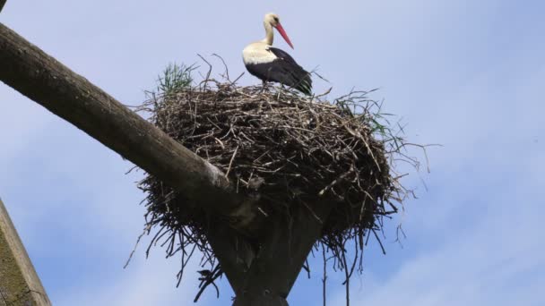 Stork Nest Summer — Stock Video