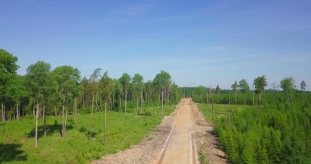 Estrada Através Floresta — Vídeo de Stock