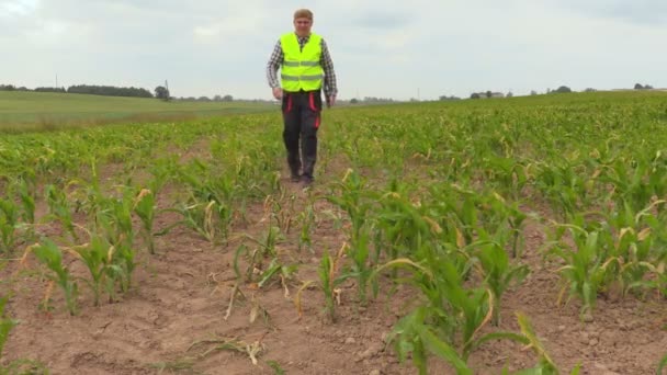 夏のトウモロコシ畑をチェック農家 — ストック動画
