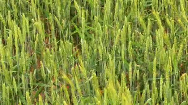 Champ de seigle vert vue du dessus 