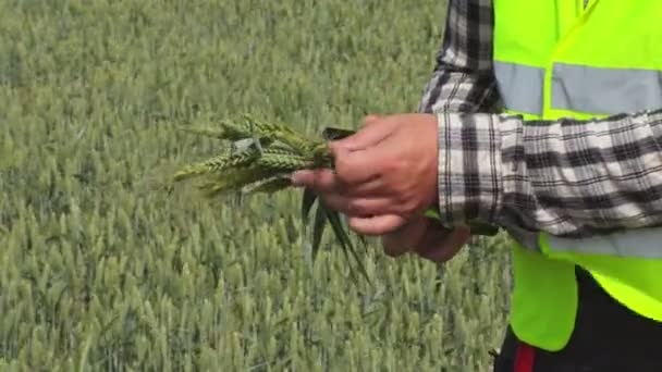 Agricultor Agrônomo Tocando Cereais — Vídeo de Stock