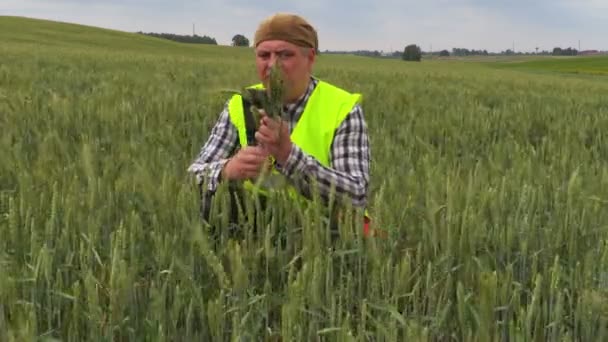 Agricultor Campo Cereais Dia Ventoso — Vídeo de Stock