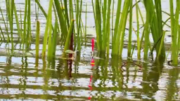 Fishing Rod Float Water Grass — Stock Video