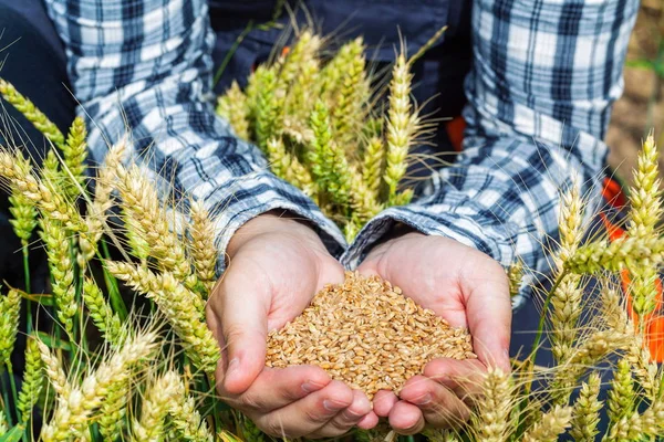 Farmer Grains Hands Wheat Field — Stock Photo, Image