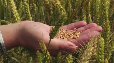 Adam elinde buğday taneleri ile