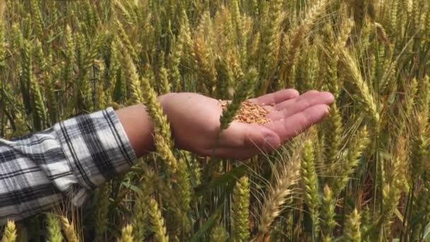 Зерна Пшениці Руках — стокове відео