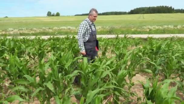 悪い成長トウモロコシ畑の上を歩いての農夫 — ストック動画