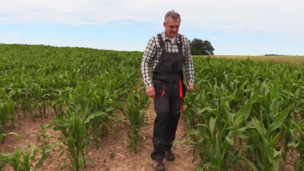 Agricultor Inspeccionando Maíz Mal Cultivado — Vídeos de Stock