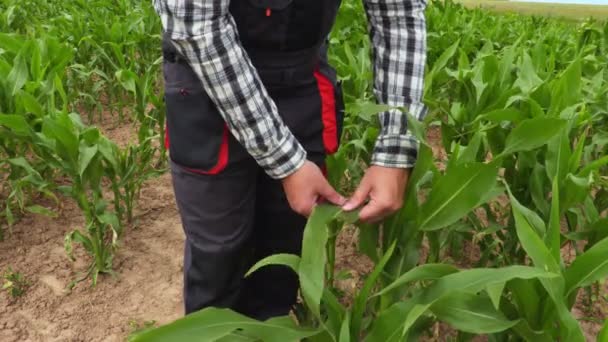 Agricultor Inspeccionando Campo Maíz — Vídeo de stock