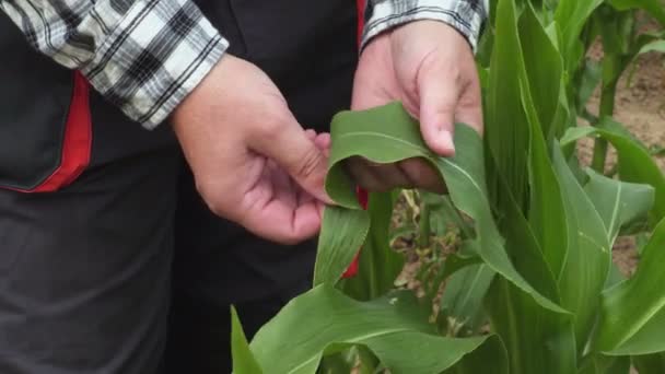 Κοντινό Αγρότη Συγκινητικό Καλαμπόκι Φύλλα — Αρχείο Βίντεο