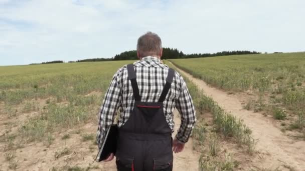 Мышление Агронома Ожидание Пшеничном Поле — стоковое видео
