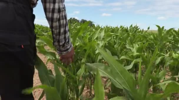 Агроном Ходит Трогает Кукурузные Листья — стоковое видео