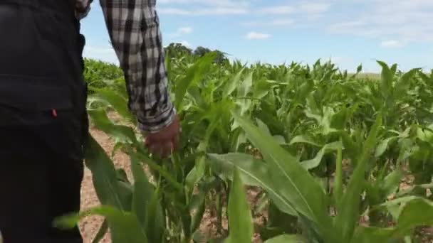 Agrónomo Caminando Tocando Hojas Maíz — Vídeo de stock