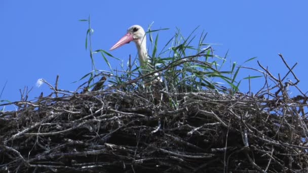 Storch Sommer Nest — Stockvideo