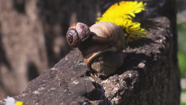 Deux Escargots Près Des Pissenlits — Video