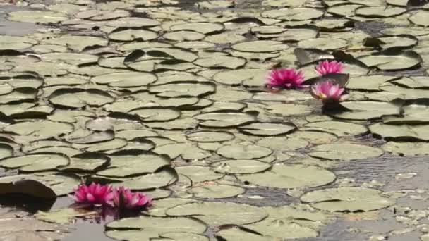 Water Lilies Lake — Stock Video