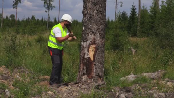 Holzfäller Mit Axt Baumnähe — Stockvideo